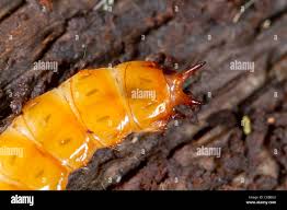 Attēlu rezultāti vaicājumam “Cucujus cinnaberinus larva”