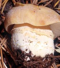 Attēlu rezultāti vaicājumam “Rozites caperata”