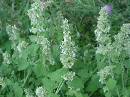 Image result for Nepeta cataria
