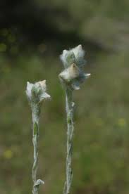 Attēlu rezultāti vaicājumam “Filago arvensis”