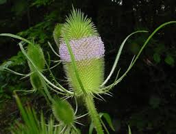 Attēlu rezultāti vaicājumam “Dipsacus fullonum flower”