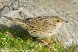 Image result for Locustella lanceolata