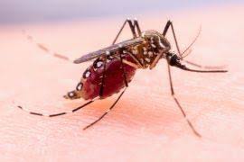 Attēlu rezultāti vaicājumam “Asaphidion pallipes”