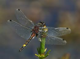 Attēlu rezultāti vaicājumam “Leucorrhinia pectoralis female”