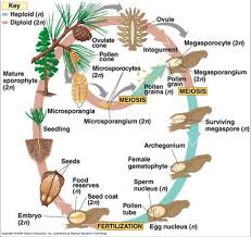 Attēlu rezultāti vaicājumam “Philonotis sporophyte”
