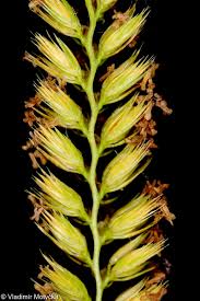 Attēlu rezultāti vaicājumam “Cynosurus cristatus flower”