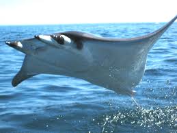 Image result for Mobula hypostoma