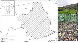 Attēlu rezultāti vaicājumam “Diderma chondrioderma sessile”