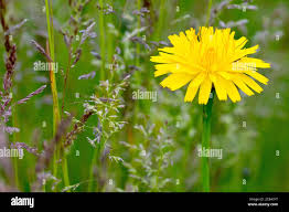Attēlu rezultāti vaicājumam “Hieracium vulgatum”