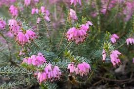 Attēlu rezultāti vaicājumam “Ericaceae”