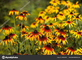 Attēlu rezultāti vaicājumam “Rudbeckia hirta var. pulcherrima flower”