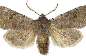 Attēlu rezultāti vaicājumam “Orthosia populeti”