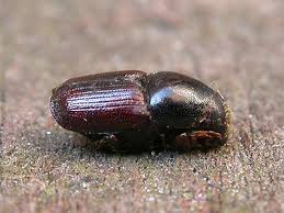 Attēlu rezultāti vaicājumam “Scolytus scolytus, Scolytus multistriatus”