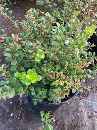 Attēlu rezultāti vaicājumam “Vaccinium vitis-idaea”