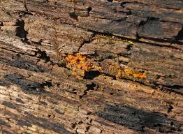 Attēlu rezultāti vaicājumam “Licea testudinacea sessile”