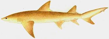 Image result for Negaprion acutidens