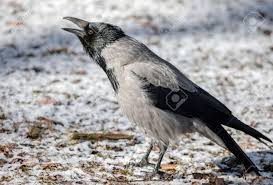 Attēlu rezultāti vaicājumam “Corvus cornix adult”