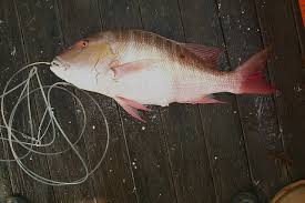 Image result for Lutjanus analis