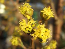 Attēlu rezultāti vaicājumam “Cornus mas flower”