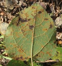 Attēlu rezultāti vaicājumam “Melampsora magnusiana”