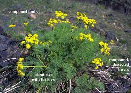 Attēlu rezultāti vaicājumam “Umbelliferae”