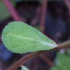 Attēlu rezultāti vaicājumam “Euphorbia helioscopia leaf”