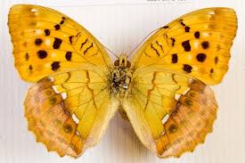 Attēlu rezultāti vaicājumam “Argynnis laodice female”