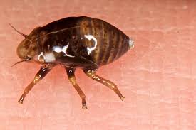 Attēlu rezultāti vaicājumam “Auchenorrhyncha”