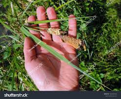 Attēlu rezultāti vaicājumam “Carex panicea”