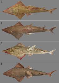 Image result for Rhynchobatus australiae