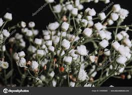 Attēlu rezultāti vaicājumam “Gypsophila paniculata bud”