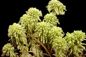 Attēlu rezultāti vaicājumam “Sphagnum wulfianum”