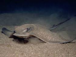 Image result for Myliobatis freminvillei