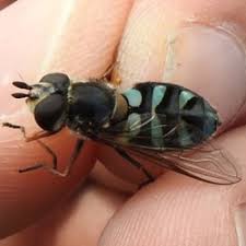 Attēlu rezultāti vaicājumam “Didea alneti”