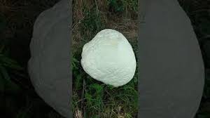 Attēlu rezultāti vaicājumam “Langermania gigantea”