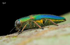 Attēlu rezultāti vaicājumam “Bryum funkii macro”