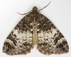 Attēlu rezultāti vaicājumam “Dysstroma truncata”