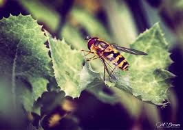 Attēlu rezultāti vaicājumam “Eupeodes nielseni”