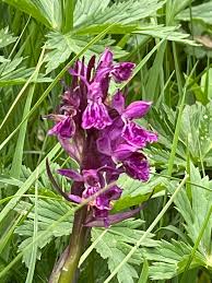 Attēlu rezultāti vaicājumam “Dactylorhiza majalis subsp. baltica”