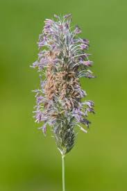 Attēlu rezultāti vaicājumam “Alopecurus pratensis flower”