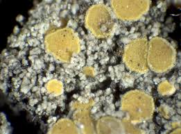 Attēlu rezultāti vaicājumam “Candelariella sp.”