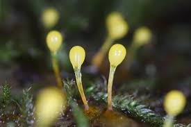 Attēlu rezultāti vaicājumam “Physarum penetrale macro”