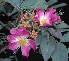 Attēlu rezultāti vaicājumam “Rosa glauca flower”