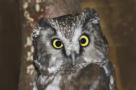 Image result for Aegolius funereus