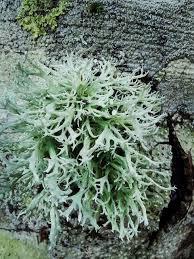 Attēlu rezultāti vaicājumam “Evernia prunastri”