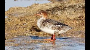 Attēlu rezultāti vaicājumam “Mergus serrator”