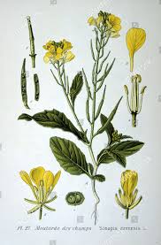 Attēlu rezultāti vaicājumam “Sinapis arvensis”