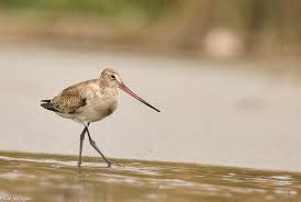 Image result for Limosa haemastica