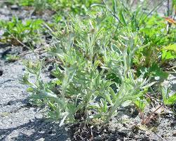 Attēlu rezultāti vaicājumam “Gnaphalium sylvaticum bud”