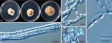 Attēlu rezultāti vaicājumam “Hyphodiscus hymeniophilus”